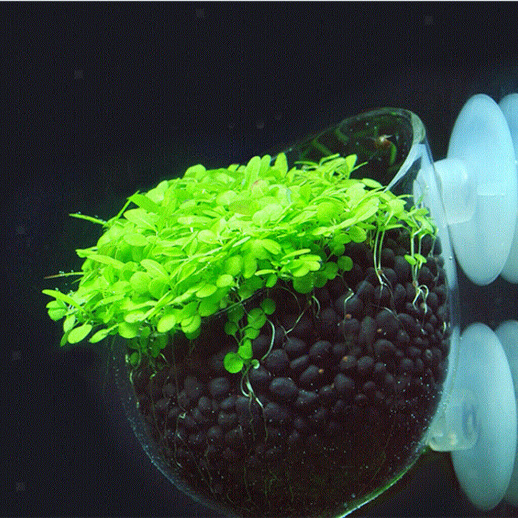 Dia. 6.3cm Clear Crystal Glass Aquatic Plant Cup Pot with Suction Ornament