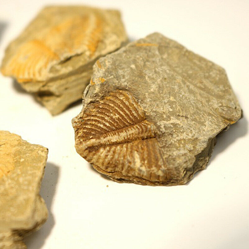 Natural Fossil Trilobite Coronocephalus Matrix Rock Crystal Specimen Home Decor