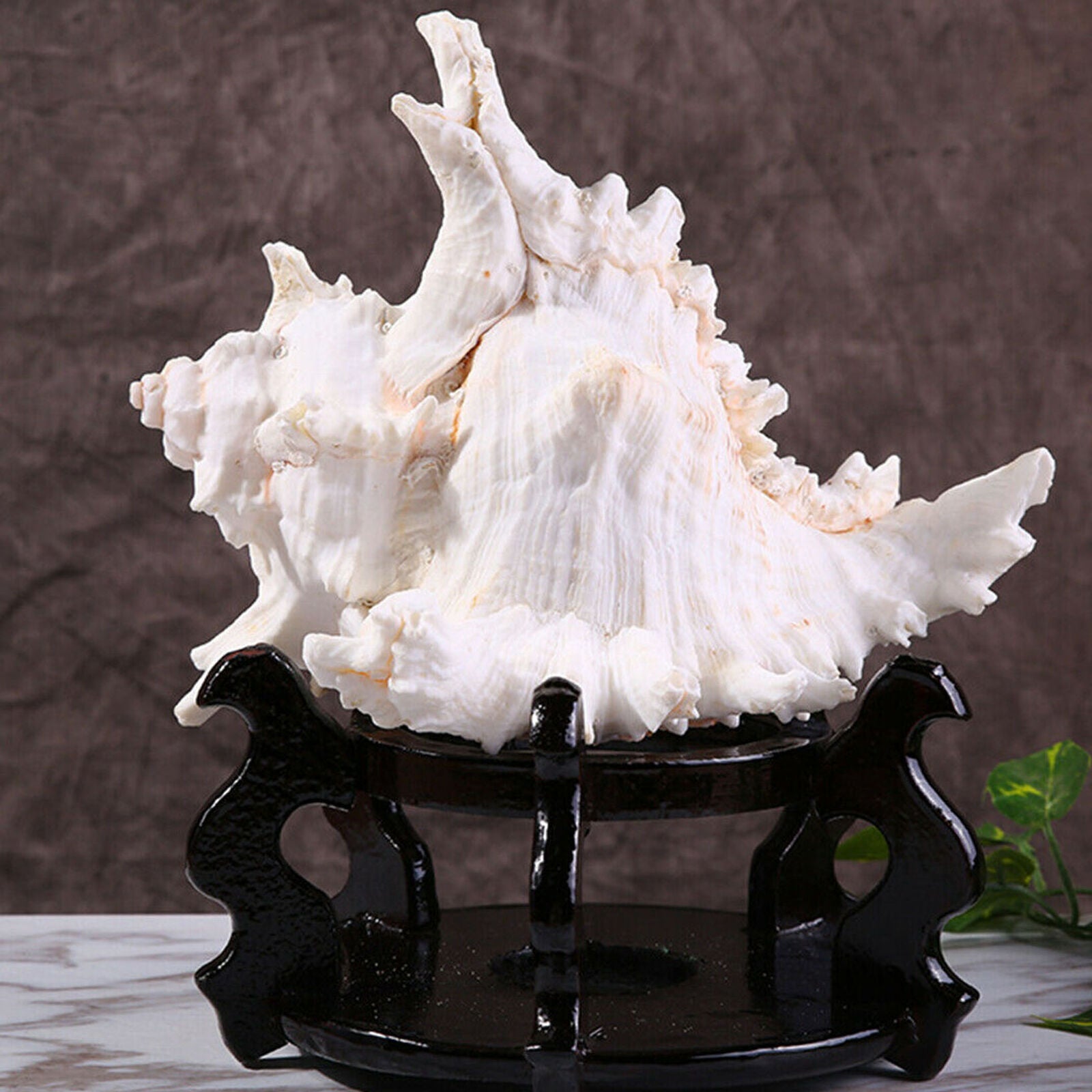 Large 15cm Natural Marine Shell Clam Conch Home Ornament Giant Sea