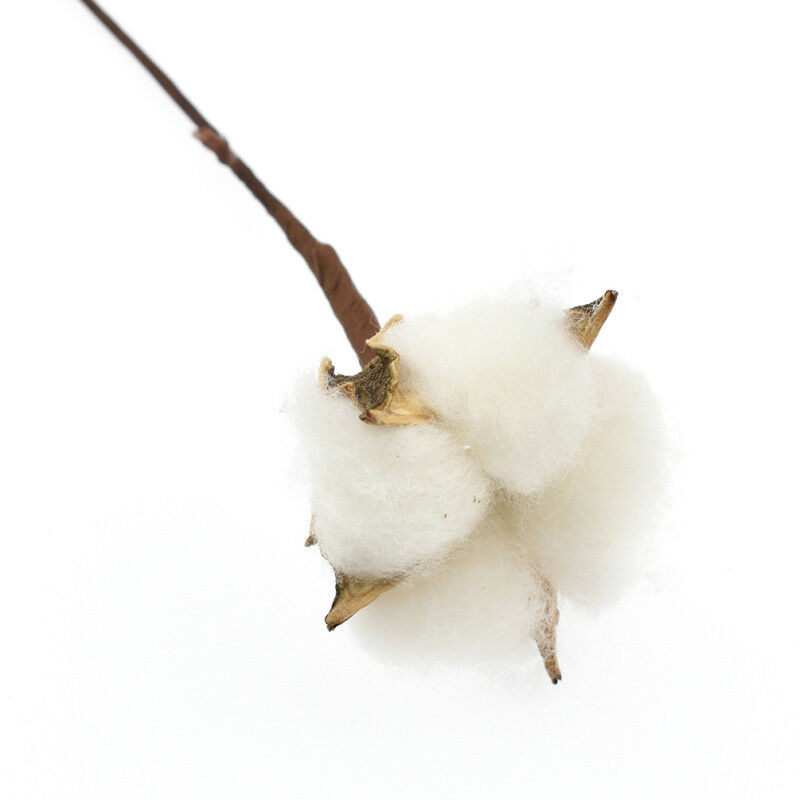 5pcs Natural Dried Cotton Flower Artificial Branch Wedding Party Home Decor