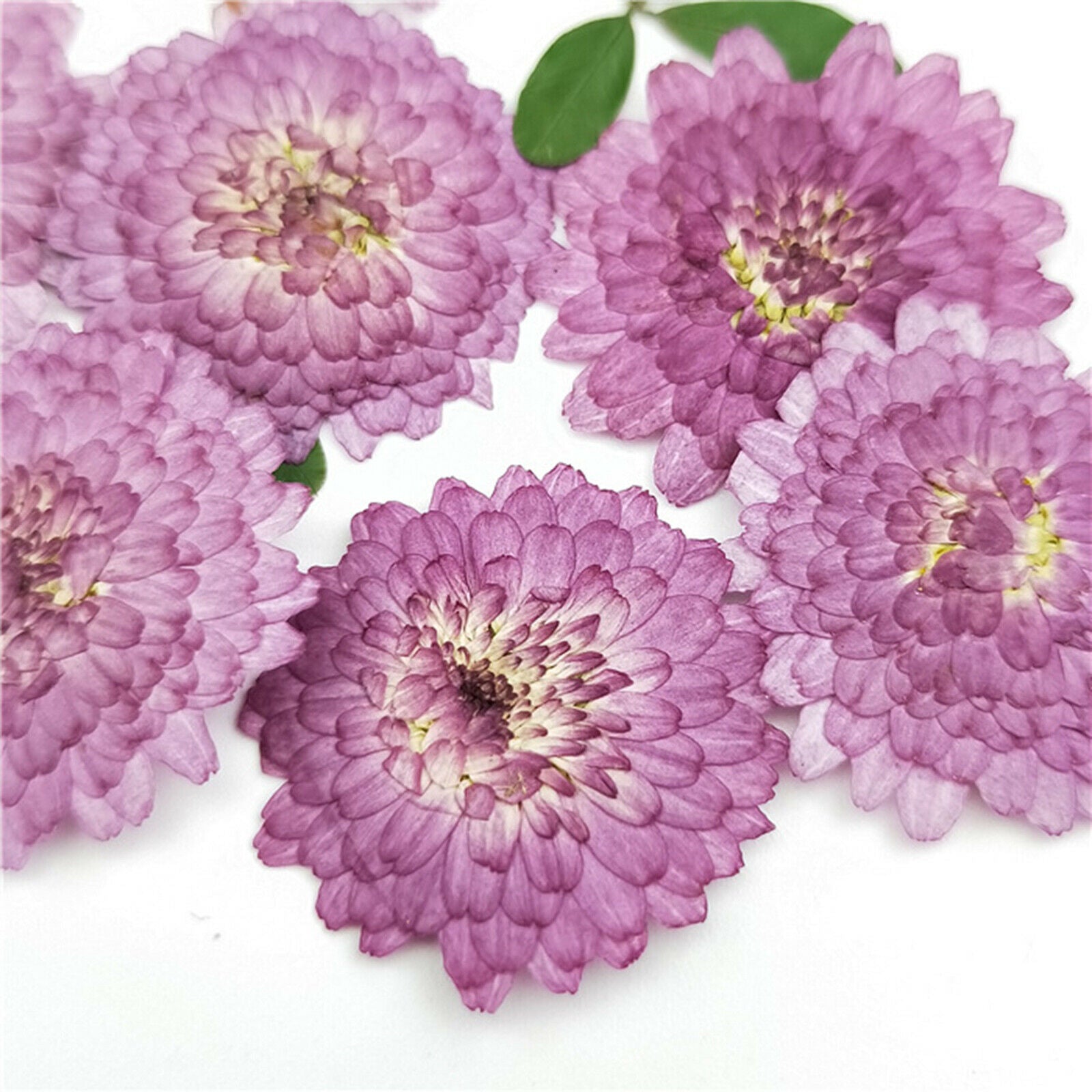 24pcs Pressed Dried Flower Leaves DIY Bookmark Nail Arts Embellishments