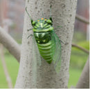 Realistic Insects Bugs Cicada for Halloween Party Favors Decoration