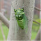 Realistic Insects Bugs Cicada for Halloween Party Favors Decoration