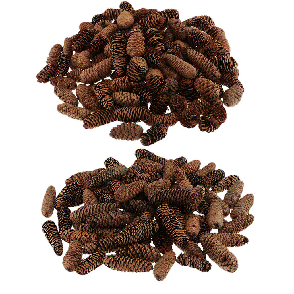 1KG Pine Cone Pineal Nuts Party Decoration Adornment Vase Bowl Fillers 1-6cm