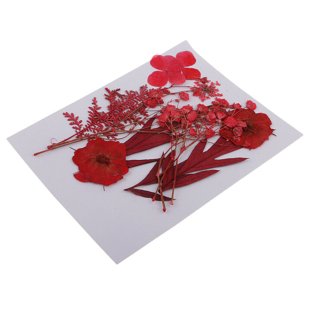 Multiple Mix Natural Pressed Dried Flowers Leaves DIY Arts Crafts 0.5-3cm
