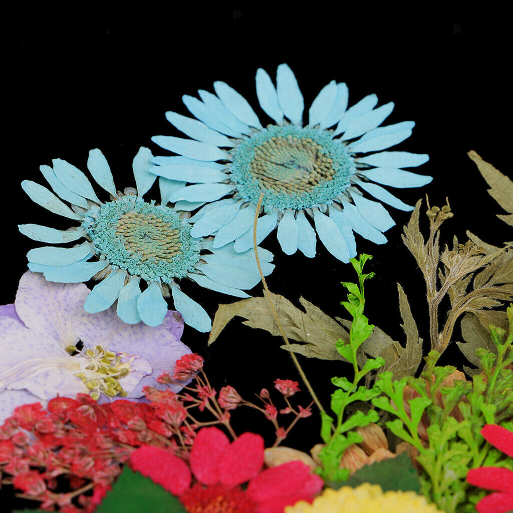 40pcs Natural Pressed Dried Flowers Leaf Babysbreath Flowers with Branches Art