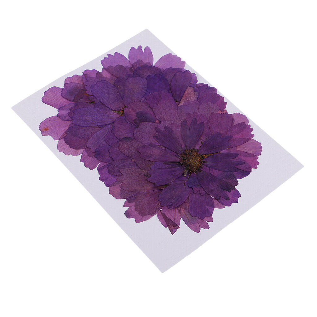 20  Coreopsis Dried Flower Embellishment For DIY Phone Case Decoration