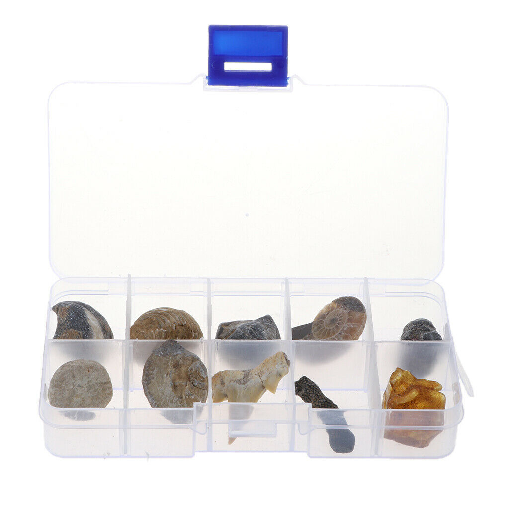 Pack of 10 Teaching Aids for Biology Copies 10 Pieces of Fossils