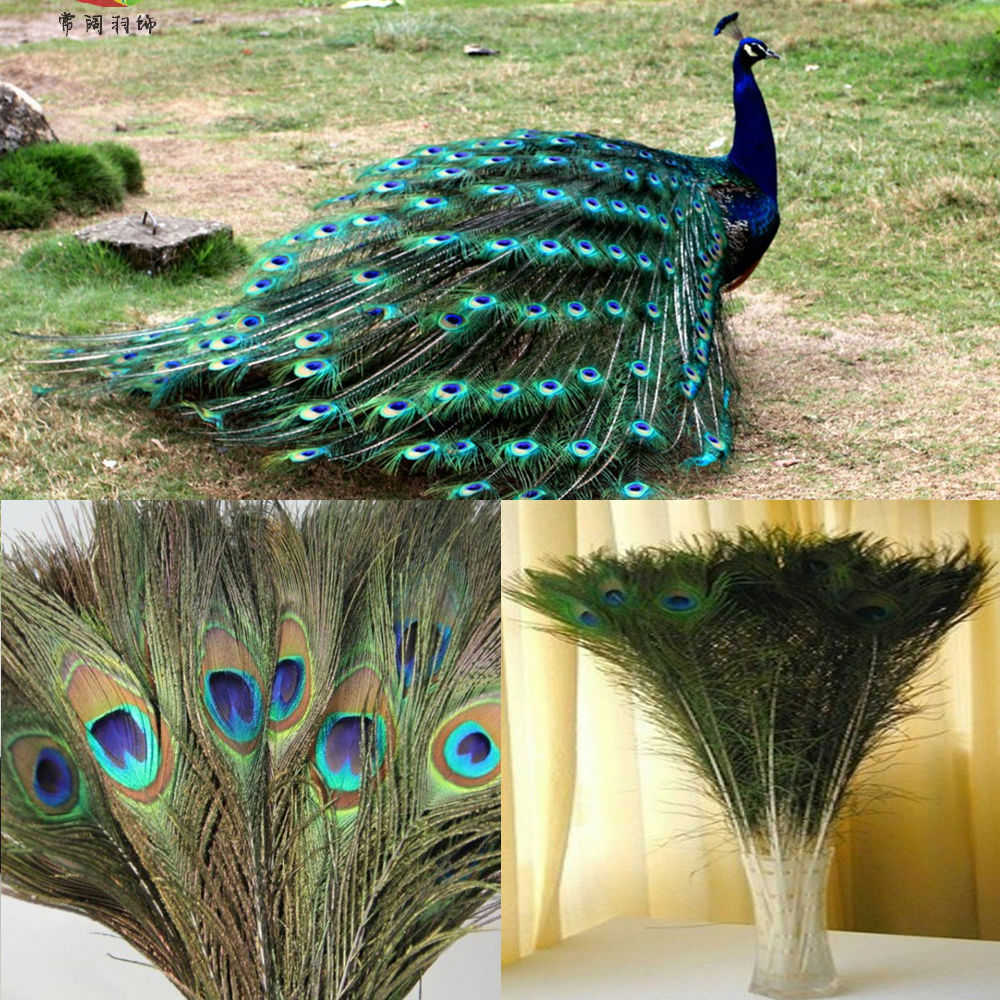 10pcs Peacock Feathers Tail Natural 10-12inch Long For Bouquet DIY Decorations