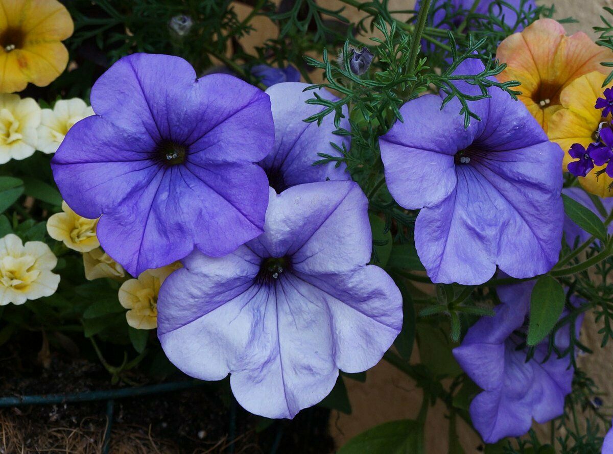 100PCS Seed Petunia Sky Blue Annual Beautiful Fragrance Home Garden High Quality