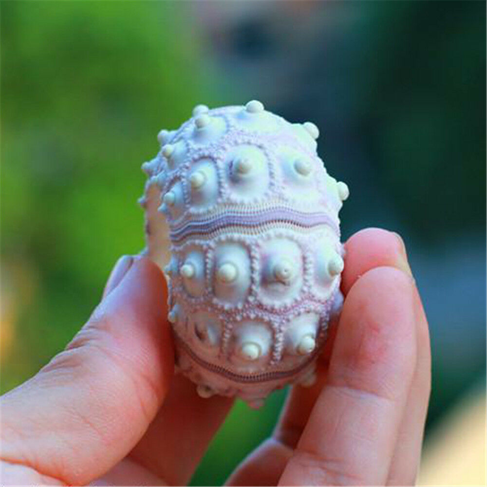1 Piece Natural Sea Urchin Shell Ornament 4-8 cm Seashells Shells Nautical Decor