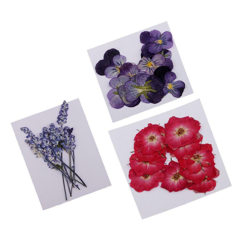 32x Pressed Dried Flowers Muti Species for Jewelry Epoxy Phone Case Crafts