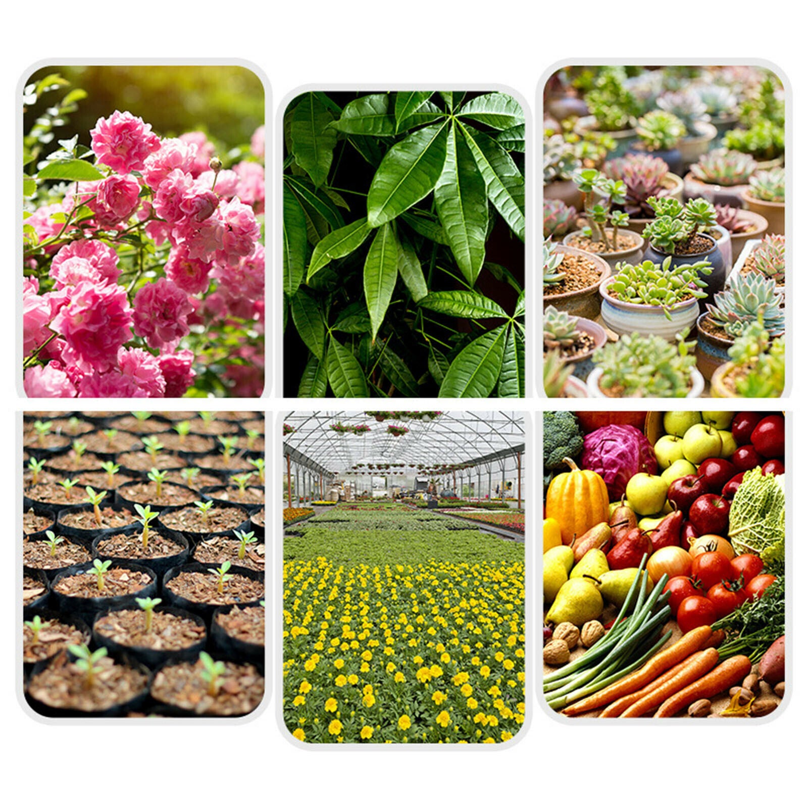 650g Planting Coco Nutrient Soil Coconut Coir Bricks for Flowers Berries