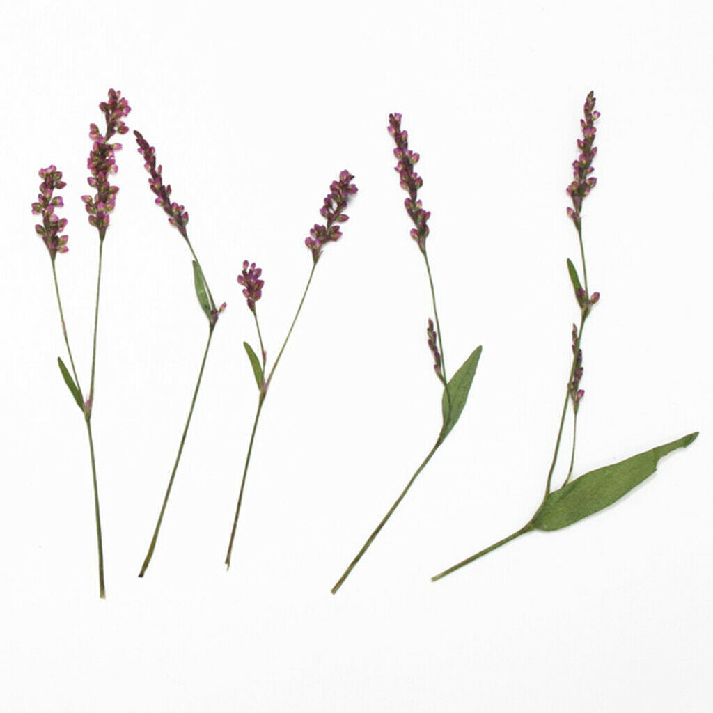 Blesiya 12Pcs Real Pressed Leaves Dried Flowers DIY Scrapbooking Phone Craft