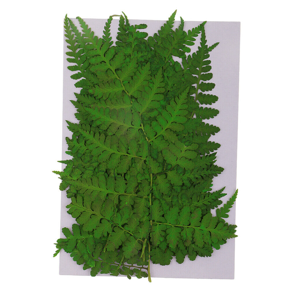 12 Pack Natural Pressed Leaves Press Dried Flowers Filler For Nail Art Decor,