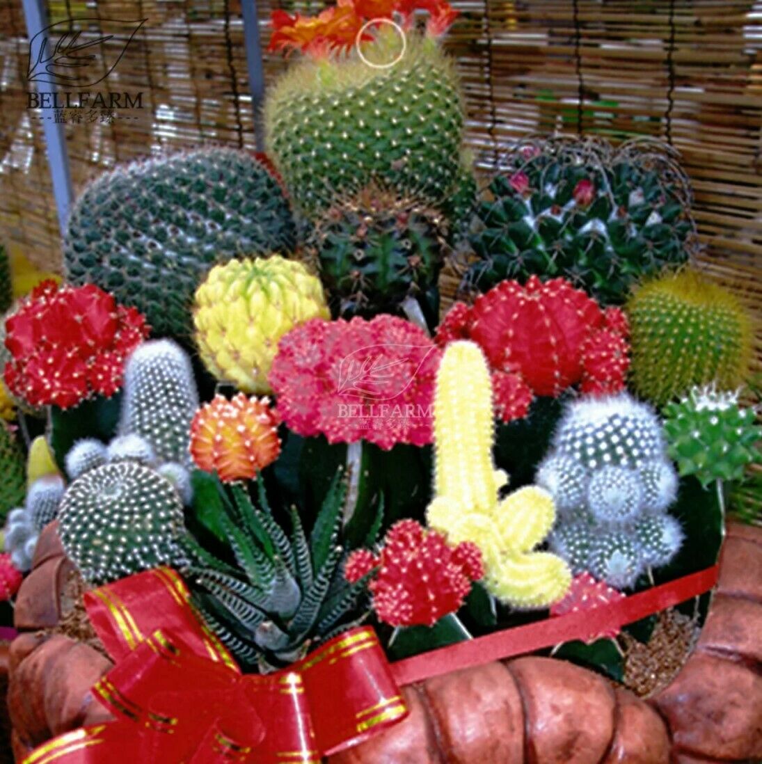 10PCS Seeds Mix Cactus Echinopsis Tubiflora Perennial Succulent Plants Bonsai