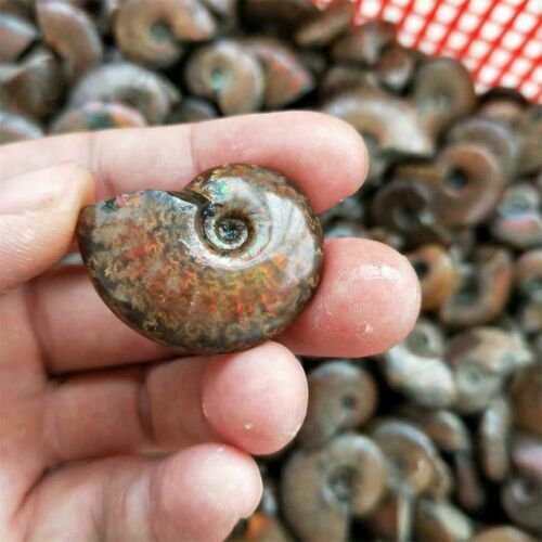 Natural Iridescent Ammonite Ammolite Facet Specimen Fossil Madagascar Stone