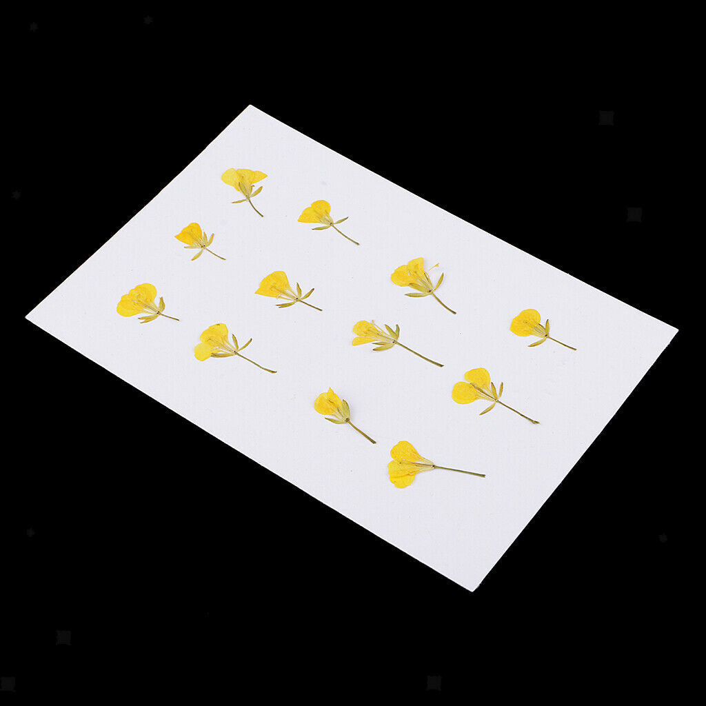12 Pcs Dried Pressed Flowers Rape Flowers Plant Herbarium for Craft Making