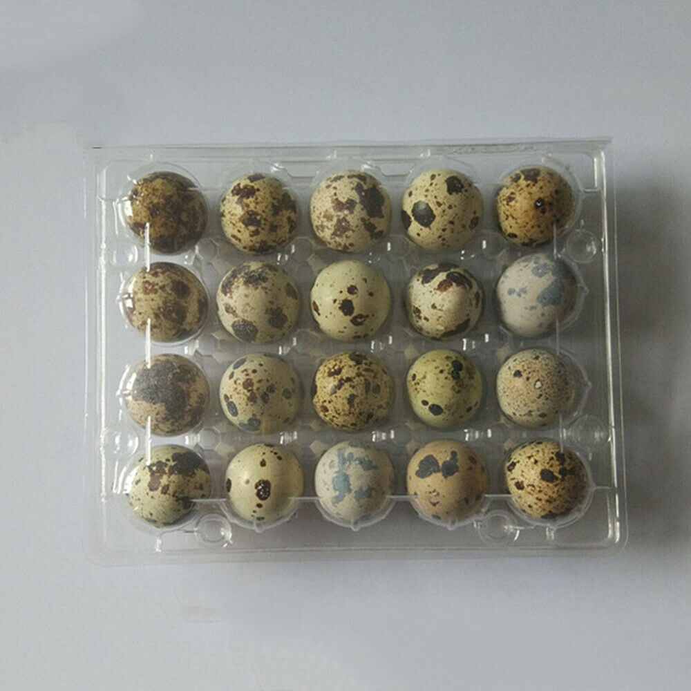 50x Quail Egg Cartons Holds 20 Eggs Snap Close Plastic Box Container Protector