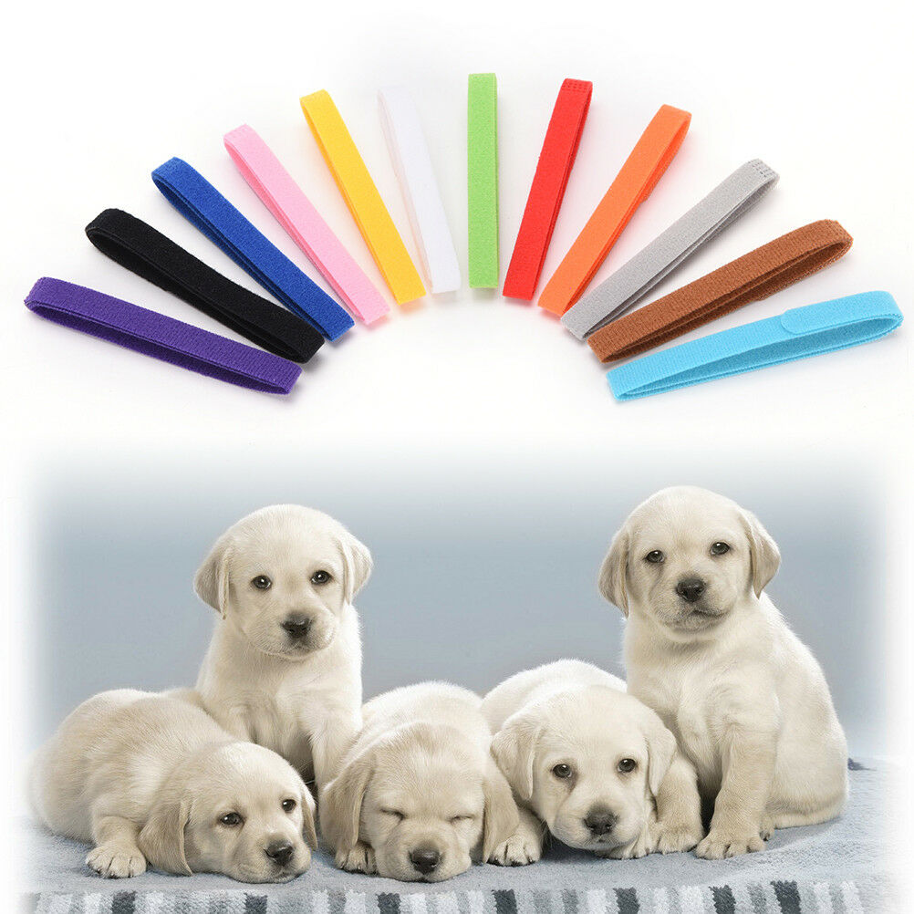 12Pcs Nylon Small Dog Adjustable Pet Identification Collars For Puppy Kitt.l8