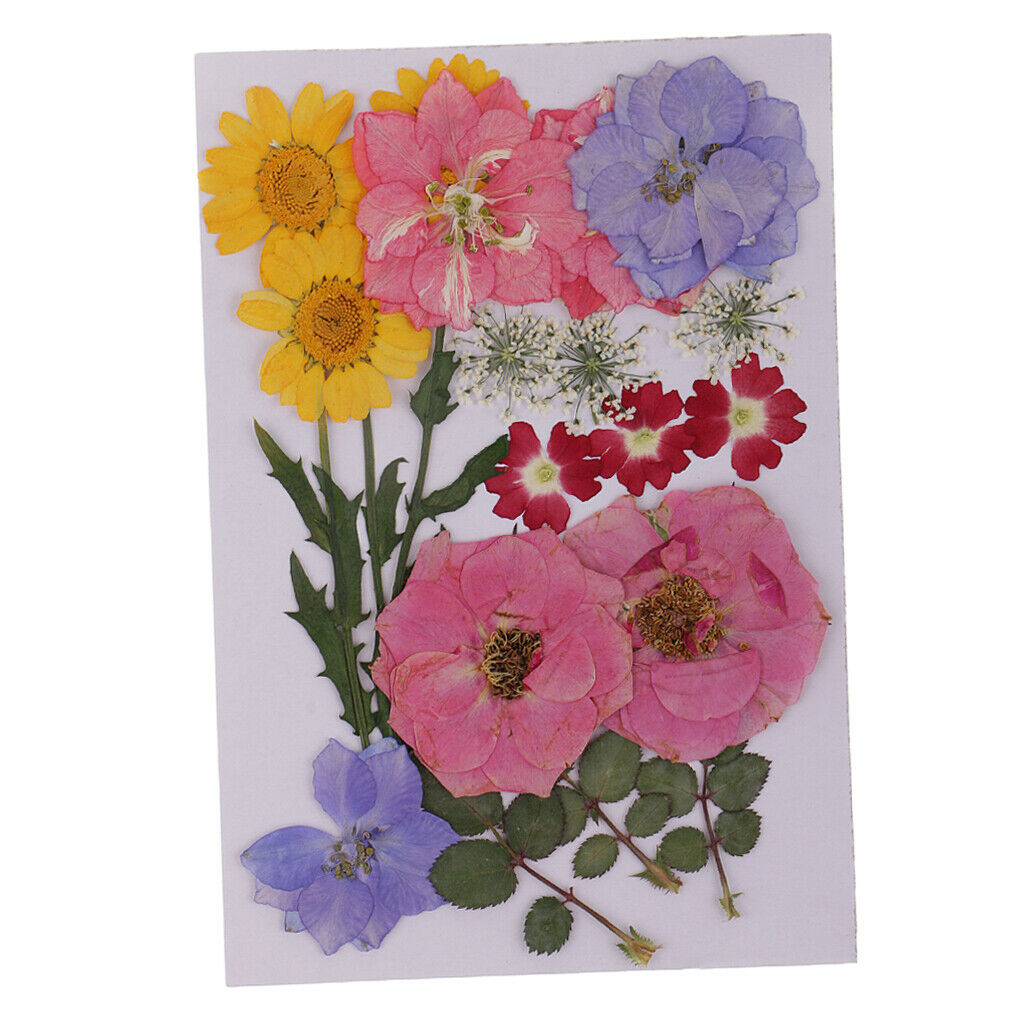 2pack Real Dried Flowers Leaves Embellishments Soap/Candle Filling Decors