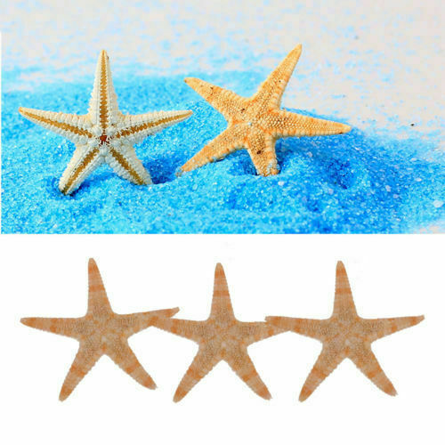 50pcs Natural Starfish Decorations Sea Star Crafts Decor For Micro Landscape