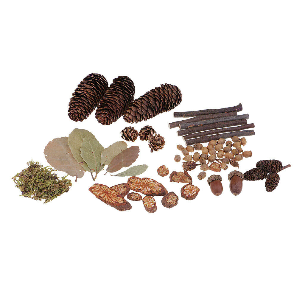 Natural Wood   Crafts Home Table Ornaments Dried Flowers