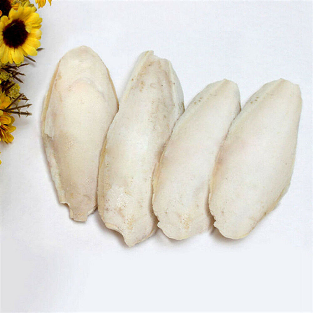 Cuttlebone 10PCS Cuttlefish Bone Sepia Cuttle Fish Bird Food Calcium US