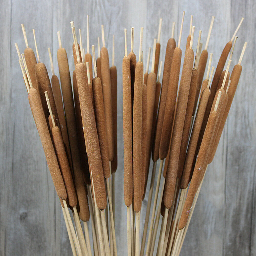 5Pcs Dried Flower Cattails Spike Po Stick Home Wedding Arrangement Floral Decor