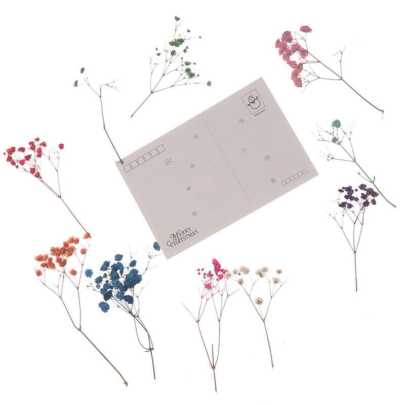 10x/Set Mini Gypsophila Cute Dried Flower Wedding Decoration DIY Hand acc.l8