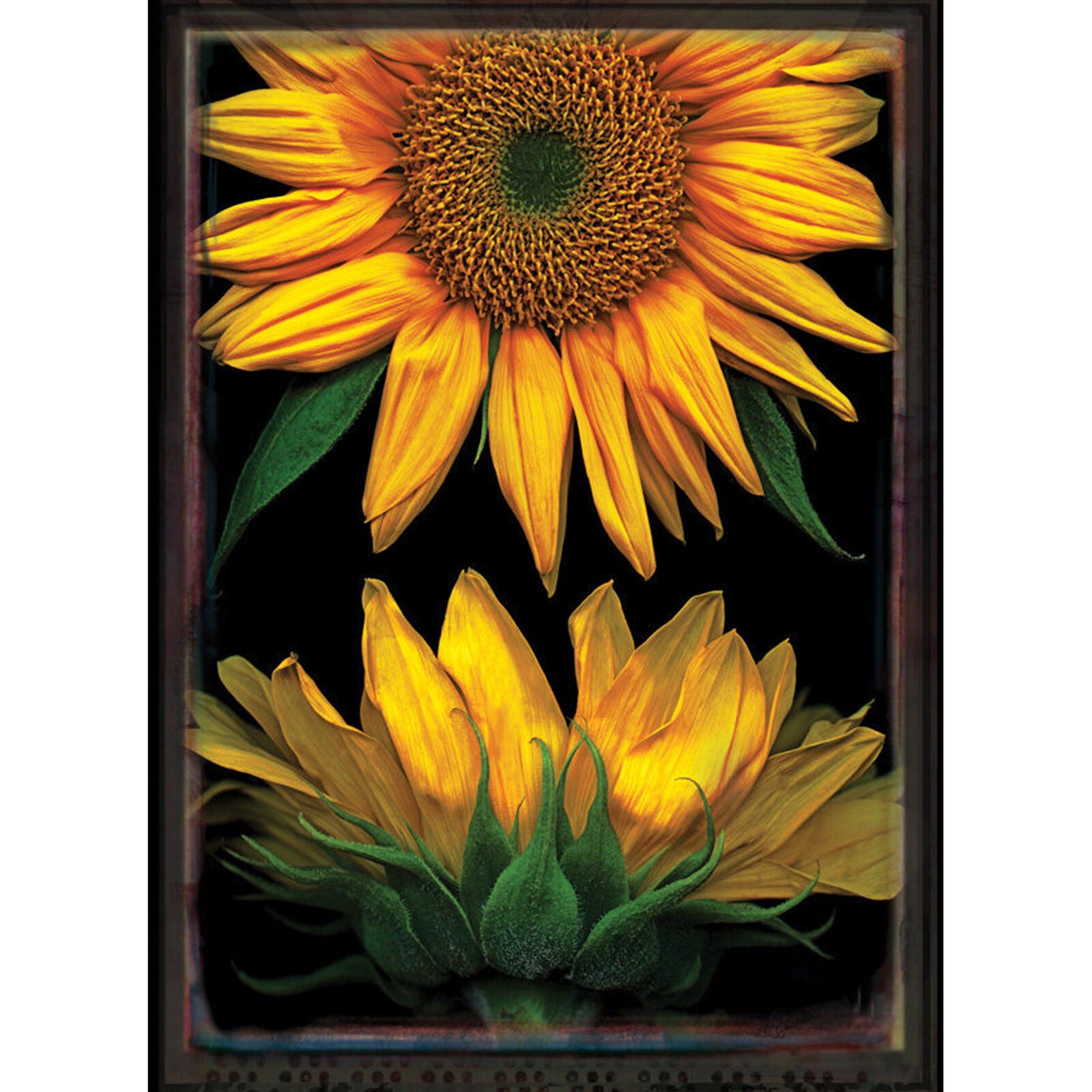 Toland Sunflowers on Black 28 x 40 Bright Yellow Flower Portrait House Flag