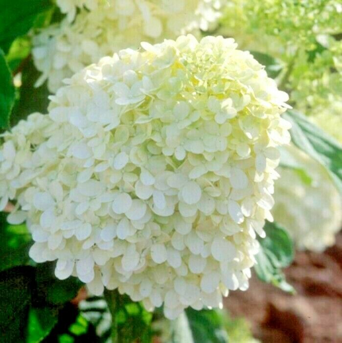50PCS Seeds White Colors Hydrangea Flower