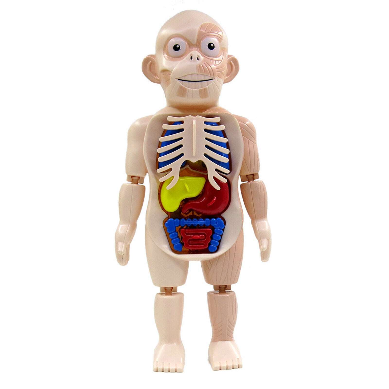 Realistic Human Body w/ Organs Anatomy DIY Toys Kits Body Organ for Science