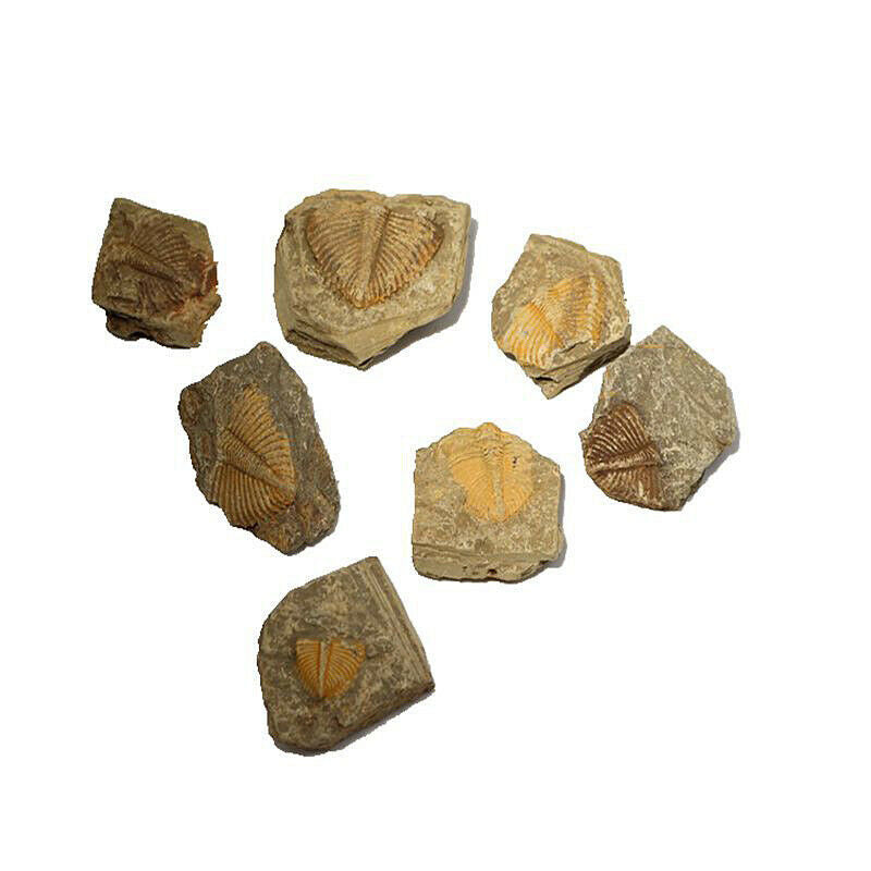 Natural Fossil Trilobite Coronocephalus Matrix Rock Crystal Specimen Home Decor