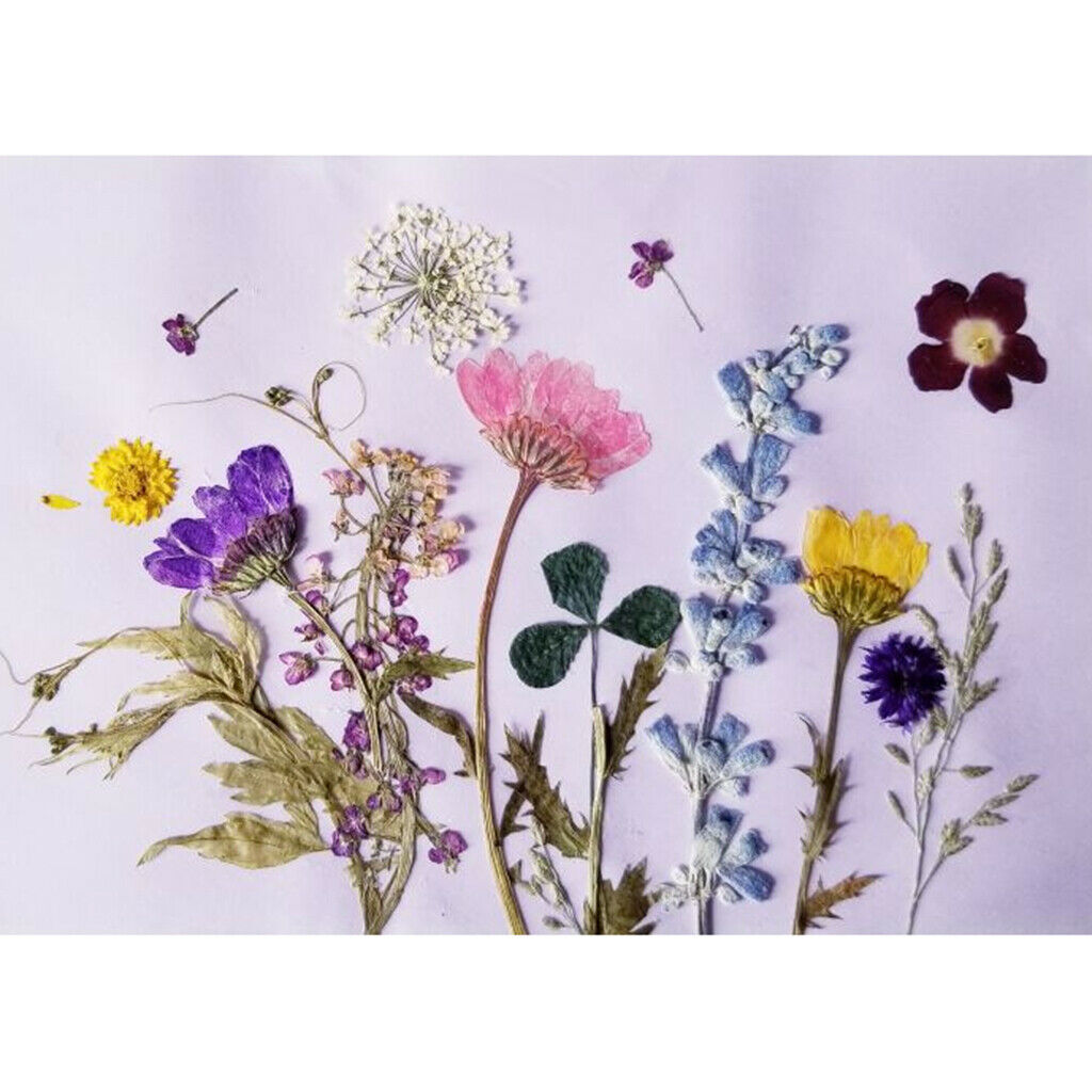 12 Pcs Dried Pressed Flowers for DIY Scrapbooking Art Crafts Chrysanthemum