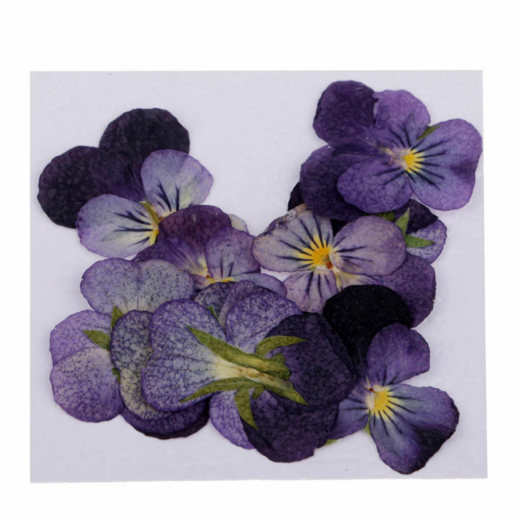 24Pcs Dried Pressed Flowers DIY Real Dried Flower Jewelry Making Specimen