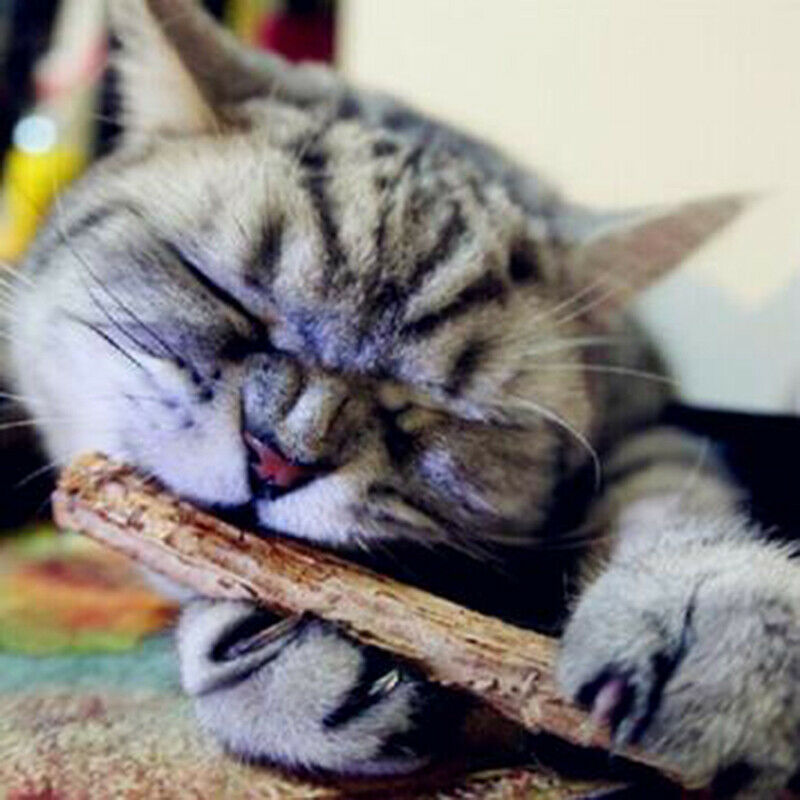 5PCS Cat cleaning teeth silvervine actinidia cat snacks sticks tooth c_.l8