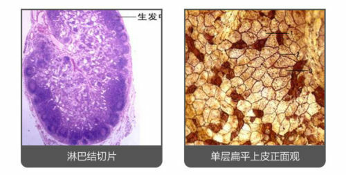 100 PCS Human Tissue Sections Histology Prepared Specimen Microscope Slides