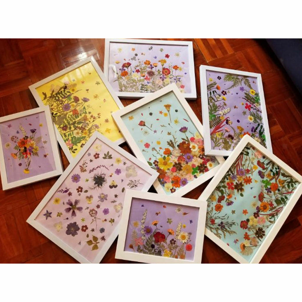 50 Pieces Real Flowers Dried Flowers  DIY Flower Painting,