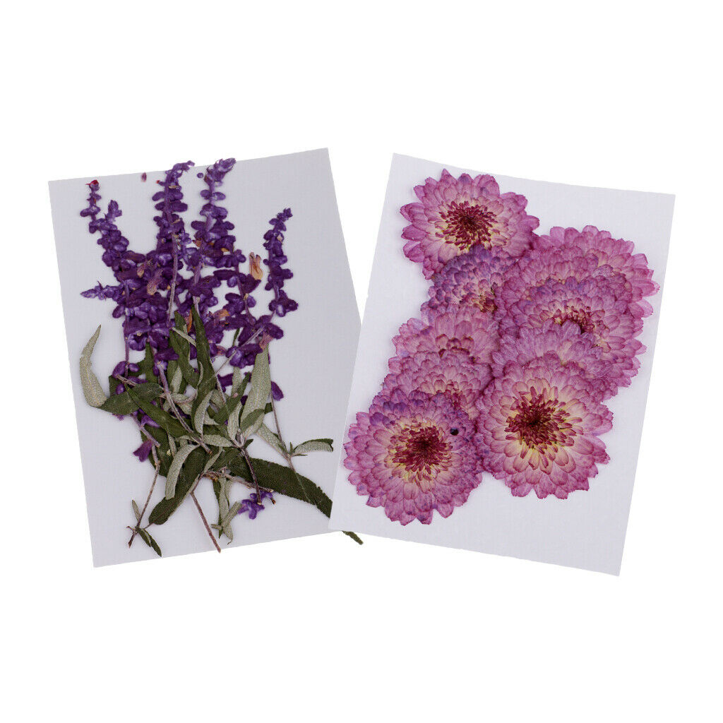 20 Pcs Dried Pressed Flowers for DIY Scrapbooking Crafts Purple Flowers