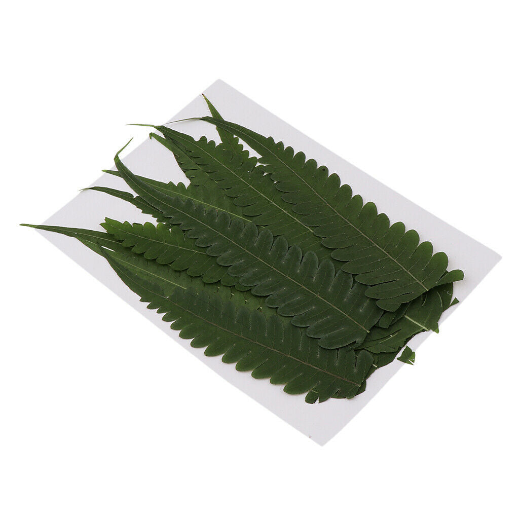 12Pcs Natural Real Dried Fern Leaves Pressed DIY Phone Case Decor Bookmarks