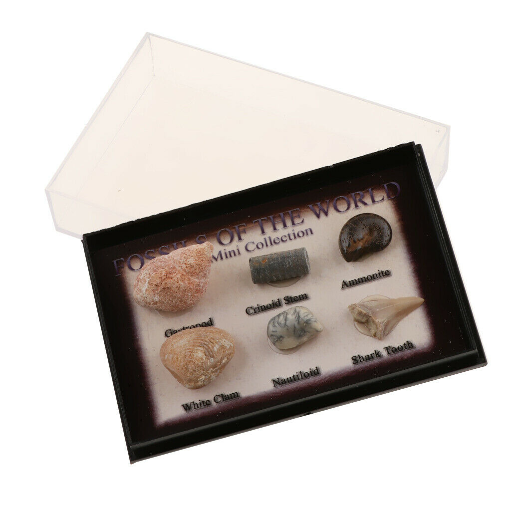 6Pcs Marine Animal Fossils Specimens Collection School Biology Teaching Aids