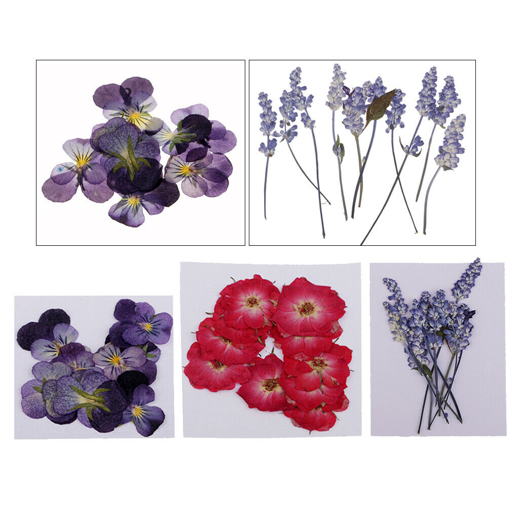 32x Pressed Dried Flowers Real Touch Muti Species for Soap Jewelry Epoxy