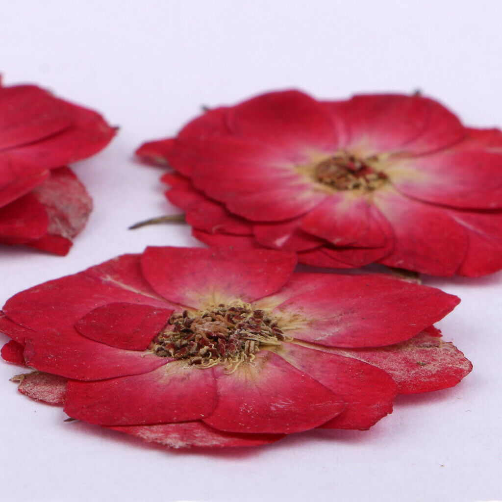 10pcs Natural Dried Pressed Flowers Leaves for DIY Scrapbooking Card Crafts