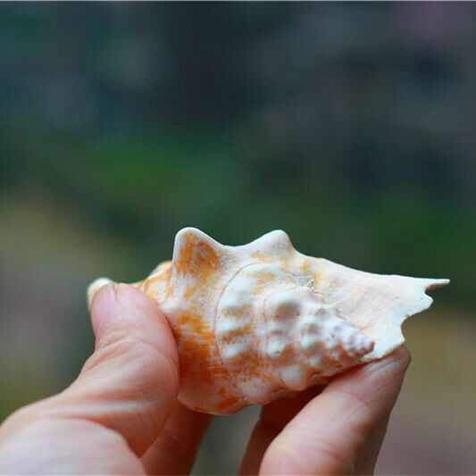 1 Pc Natural Strombus Conch Shells Seashells Nautical Ornament Decor 9cm HH6980