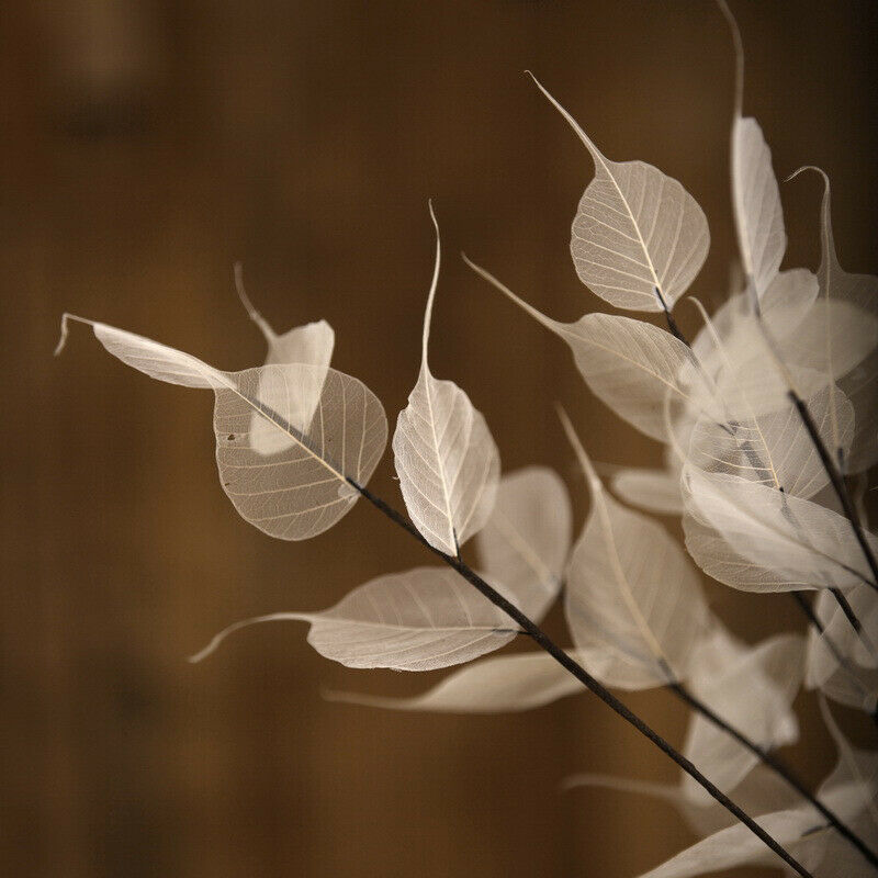 55cm Natural white Bodhi leaf vein Branch dried Flower wedding flower P1 TwJ.DD