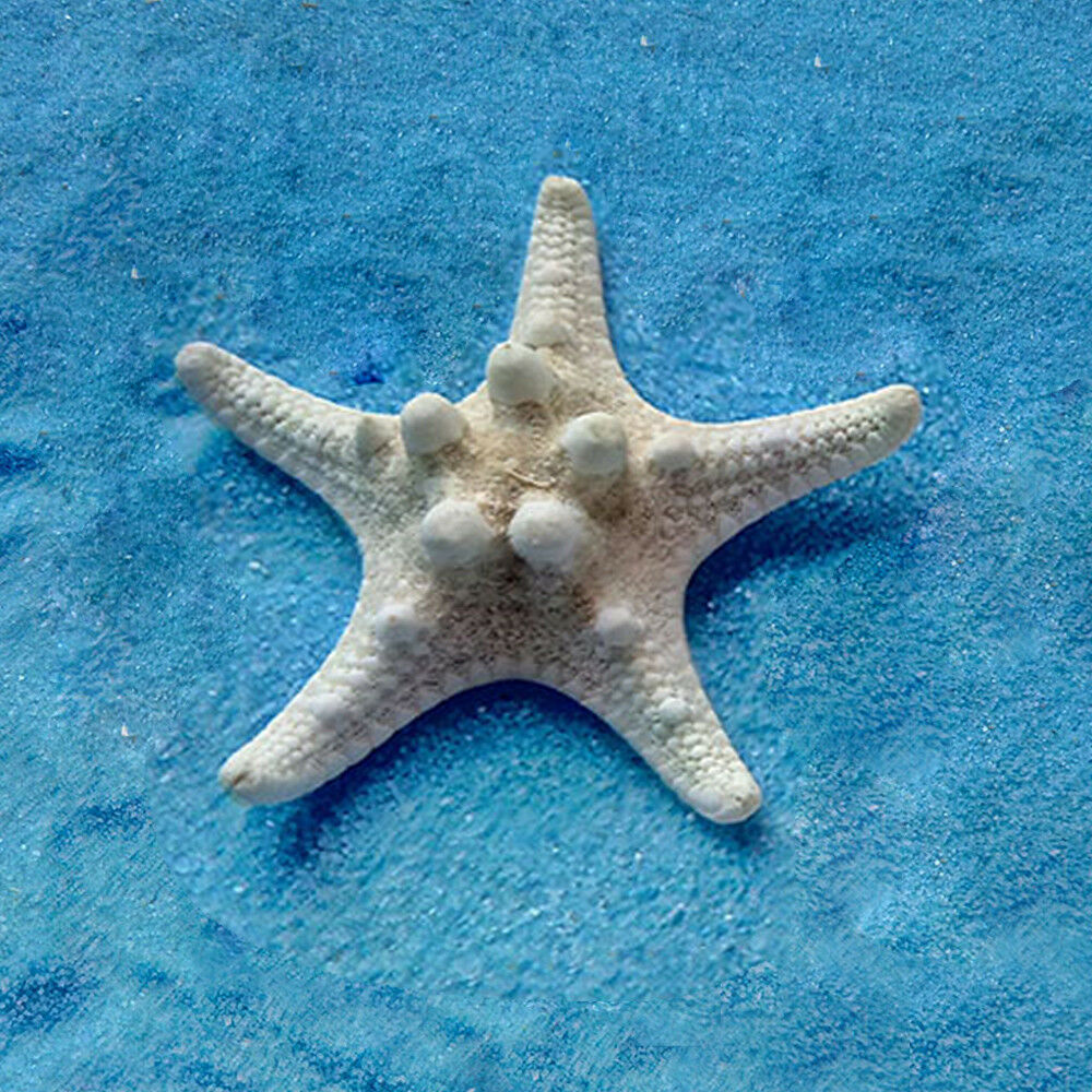 10pcs Natural SEA SHELL Starfish Craft DIY Decorate Gift Kit Wedding Props Decor