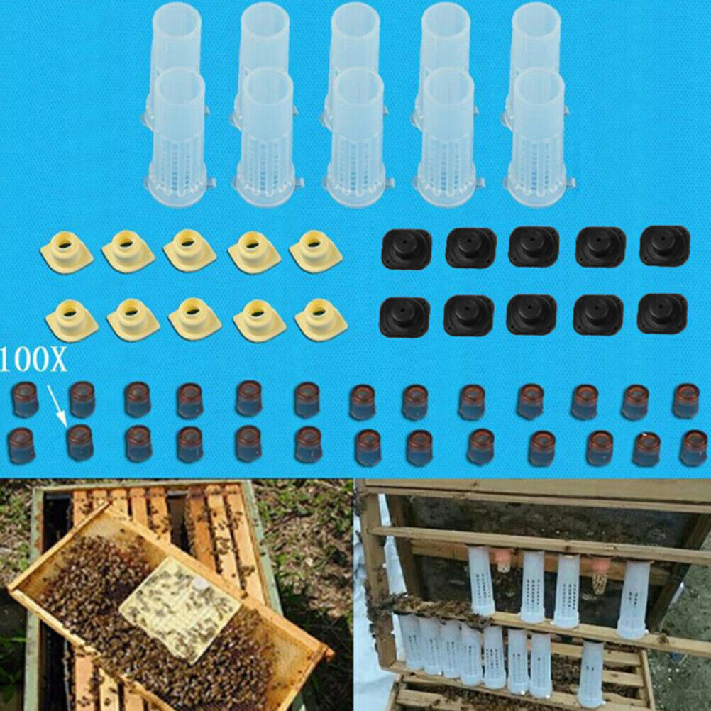 Complete queen rearing cup kit system bee beekeep catcher box & 100 cell cups.WF