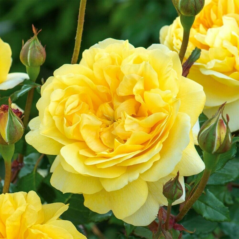 50 PCS Seeds Flowers Yellow Tea Rose Perennial Plant Home Garden High Quality