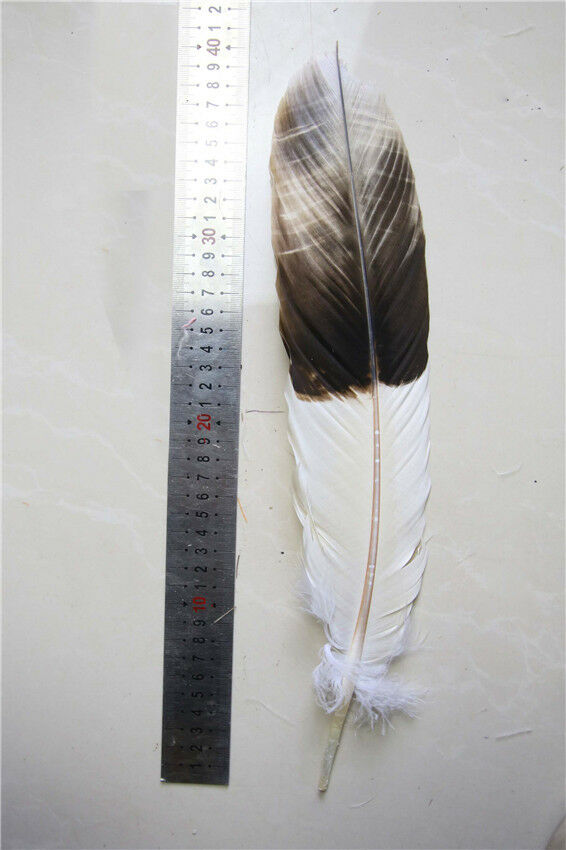 12pcs natural tail Feathers dyed coffee 12-16 inch/30-40 cm Carnival Diy costume